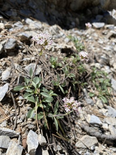 Valeriana acutiloba, photographed by Matt Berger