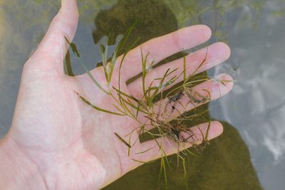 Potamogeton pusillus, photographed by Quinten Wiegersma