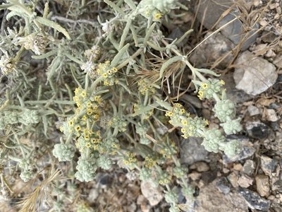 Buddleja utahensis, photographed by Matt Berger