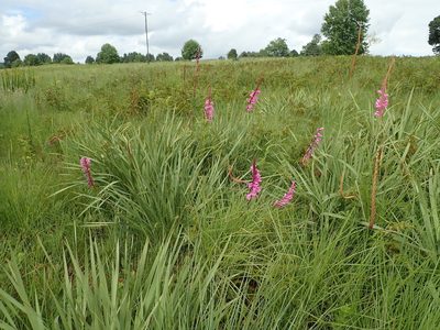 Watsonia densiflora, photographed by Peter Warren