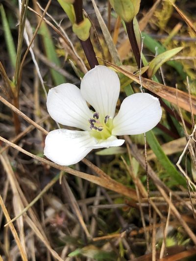 Gentianella serotina, photographed by Nathan Odgers