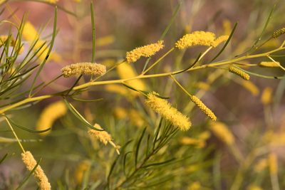 Acacia chisholmii