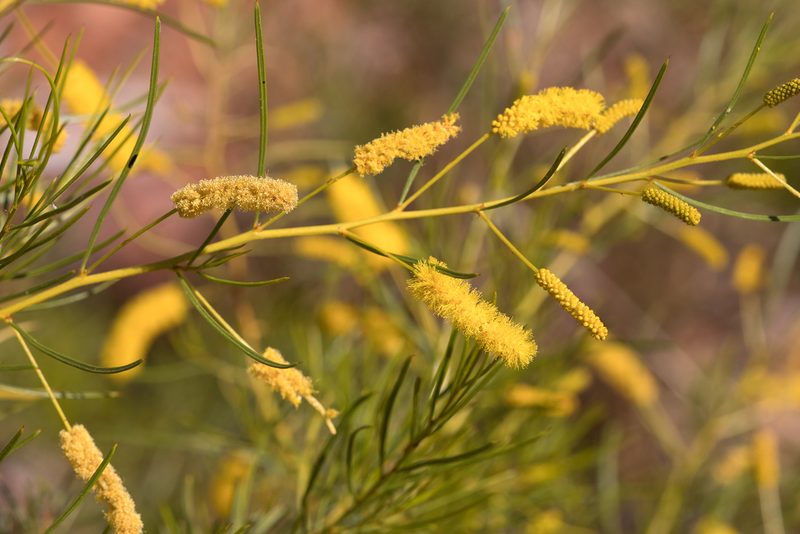 Acacia chisholmii, photographed by Kym Nicolson