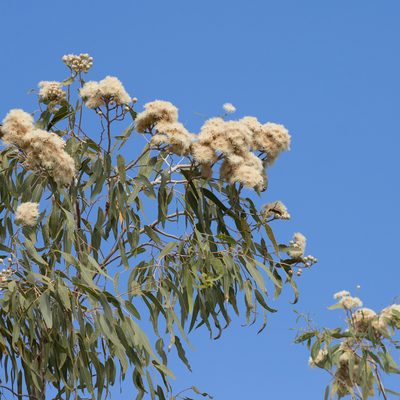 Corymbia terminalis, photographed by Kym Nicolson