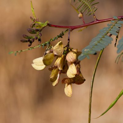 Sesbania benthamiana, photographed by Kym Nicolson