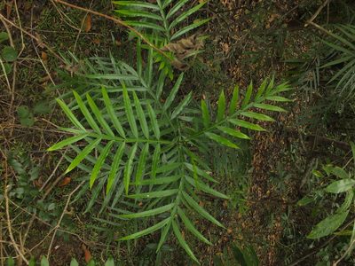 Filicium decipiens, photographed by Siddarth Machado