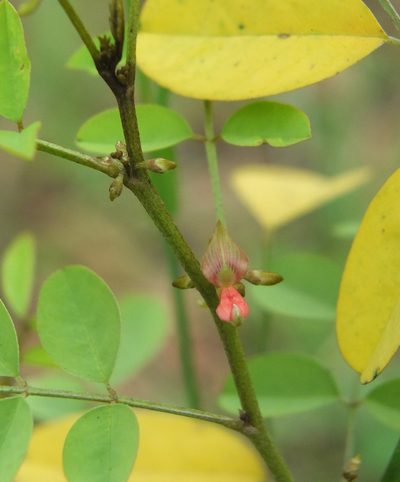 Indigofera tinctoria, photographed by Siddarth Machado
