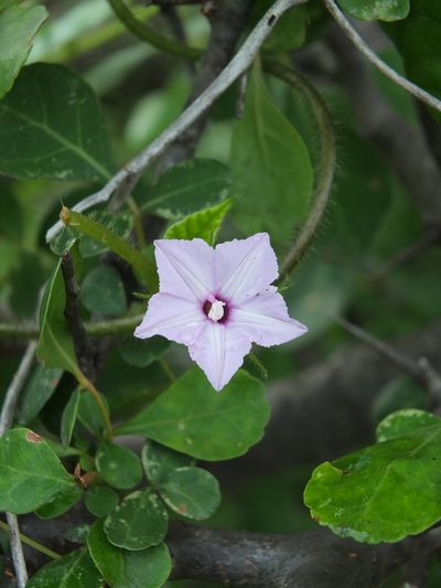 Ipomoea dichroa, photographed by Siddarth Machado