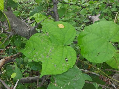 Ipomoea dichroa, photographed by Siddarth Machado