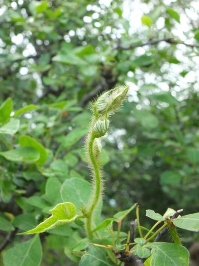 Ipomoea dichroa, photographed by Siddarth Machado