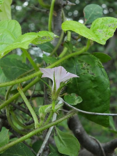 Ipomoea dichroa, photographed by Siddarth Machado