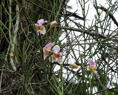 Papilionanthe teres, photographed by Rejoice Gassah