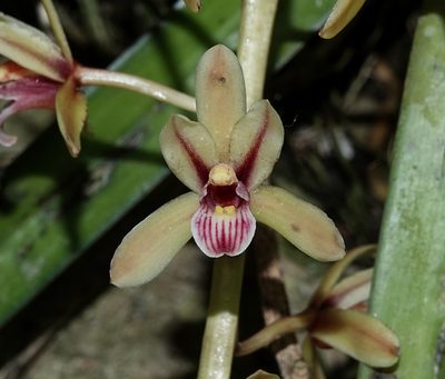 Cymbidium aloifolium, photographed by Rejoice Gassah
