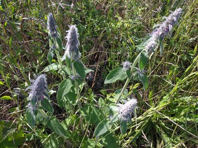 Stachys germanica, photographed by Zoltán Stekkelpak