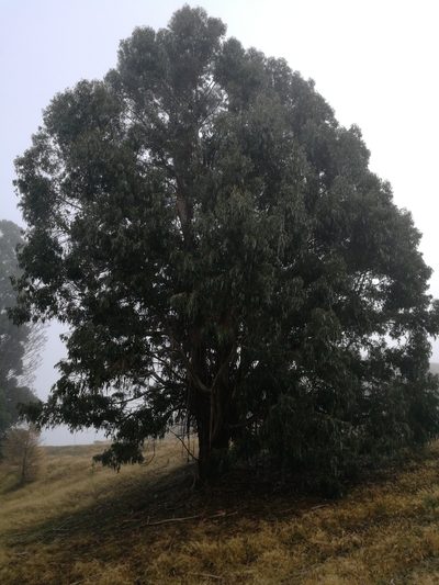 Eucalyptus nitens, photographed by Jenny Saito