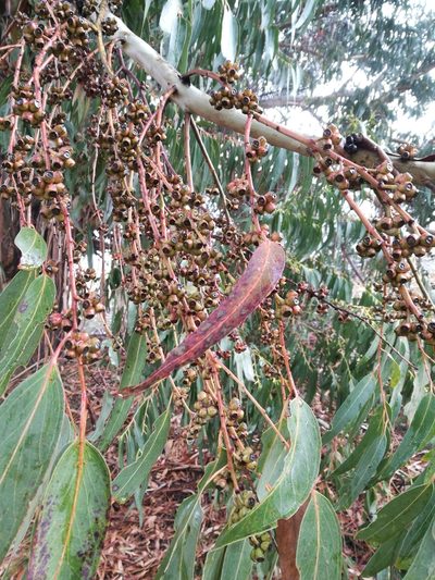 Eucalyptus nitens, photographed by Jenny Saito