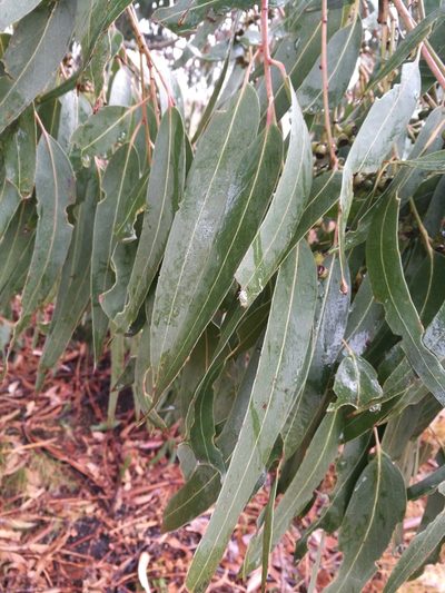 Eucalyptus nitens, photographed by Jenny Saito