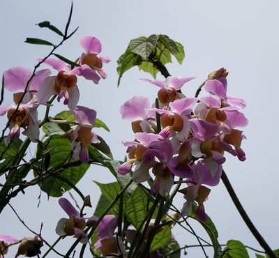 Papilionanthe teres, photographed by Rejoice Gassah