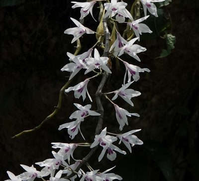Dendrobium transparens, photographed by Rejoice Gassah