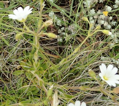 Cerastium arabidis, photographed by Peter Warren