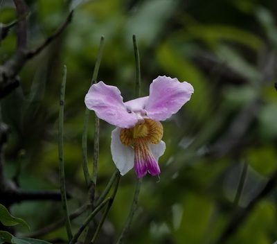 Papilionanthe teres, photographed by Rejoice Gassah