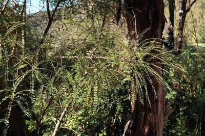 Sophora longicarinata, photographed by Duncan Cunningham