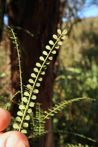 Sophora longicarinata, photographed by Duncan Cunningham