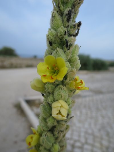 Verbascum litigiosum, photographed by Ricardo Lima
