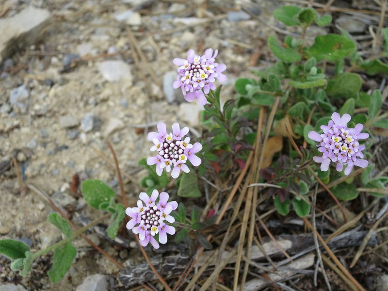 Iberis procumbens, photographed by Ricardo Lima