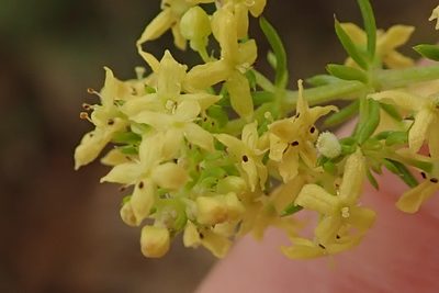Galium capense, photographed by Peter Warren