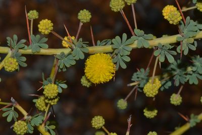 Acacia pulchella, photographed by T. Hammer