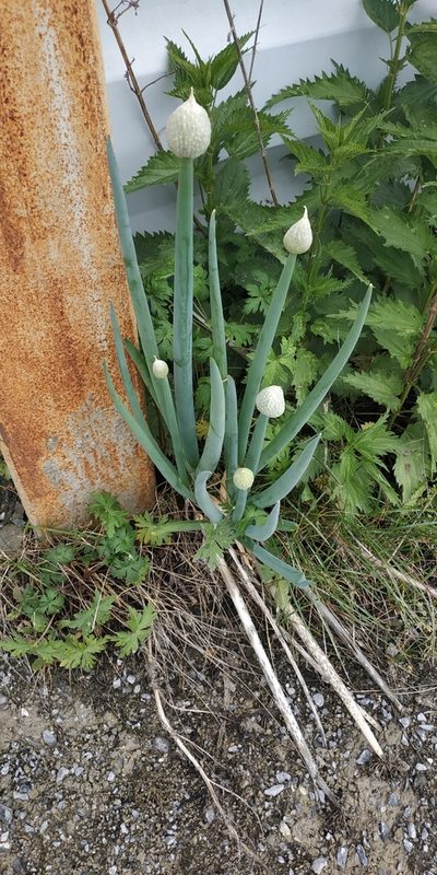 Allium fistulosum, photographed by Yurii Basov