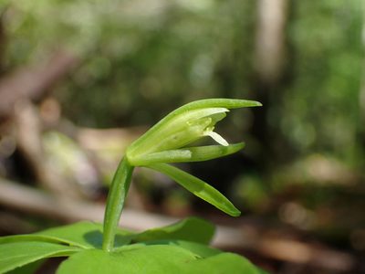 Isotria medeoloides, photographed by Evan M. Raskin