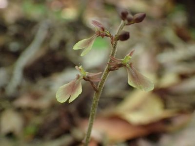 Neottia smallii, photographed by Evan M. Raskin