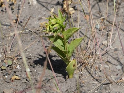 Epipactis phyllanthes, photographed by pete_gateley