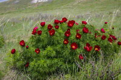 Paeonia tenuifolia, photographed by Фая Баландина