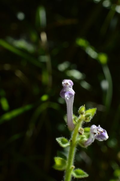 Scutellaria columnae, photographed by Irene Saltini