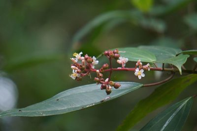 Miconia mexicana, photographed by Juan Carlos Pérez Magaña