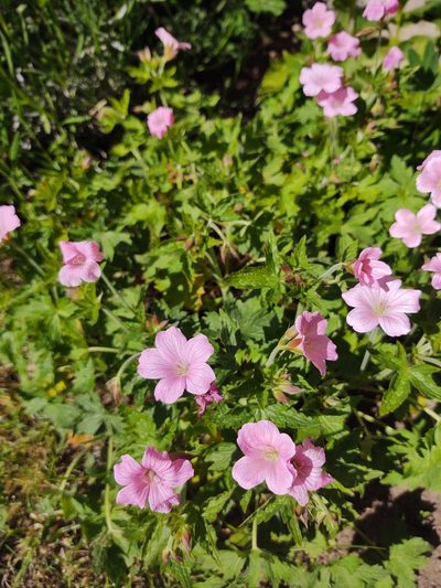 Geranium endressii, photographed by Tina Ellegaard Poulsen