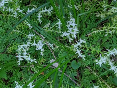 Sedum glaucophyllum, photographed by Erin Pitts