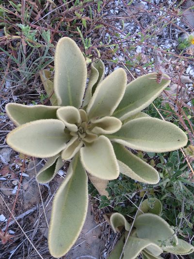 Verbascum litigiosum, photographed by Ricardo Lima