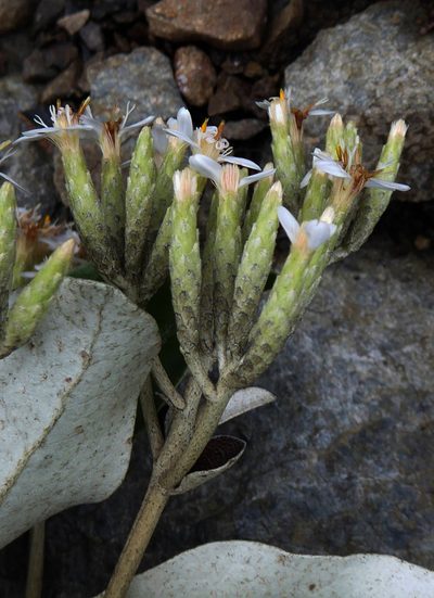 Olearia pachyphylla, photographed by Peter de Lange