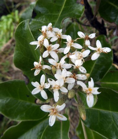 Olearia pachyphylla, photographed by Peter de Lange