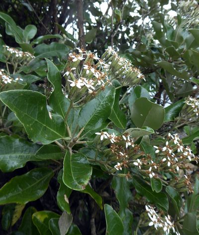 Olearia pachyphylla, photographed by Peter de Lange