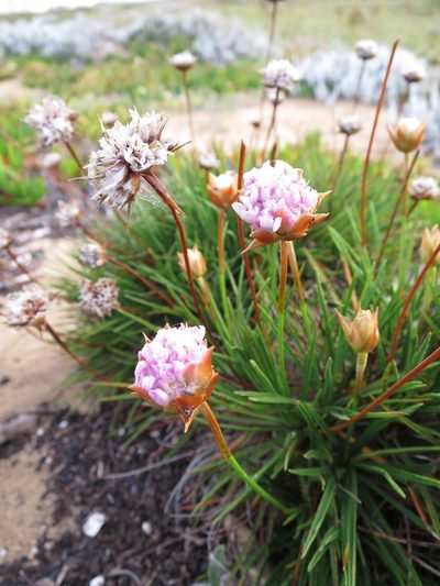 Armeria welwitschii, photographed by Ricardo Lima