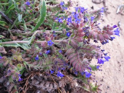 Anchusa undulata, photographed by Ricardo Lima