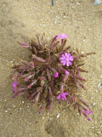 Silene littorea, photographed by Ricardo Lima