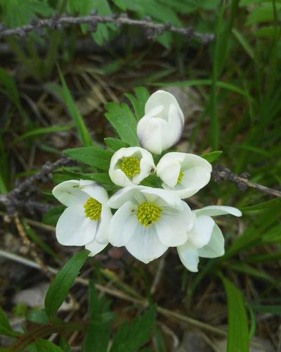 Anemonastrum crinitum, photographed by Юлия