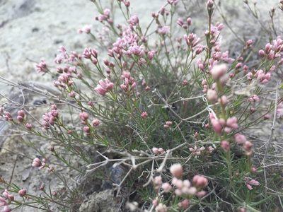Cynanchica tephrocarpa, photographed by Елена Патерикина