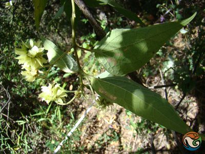 Montanoa leucantha, photographed by Eugenio Padilla